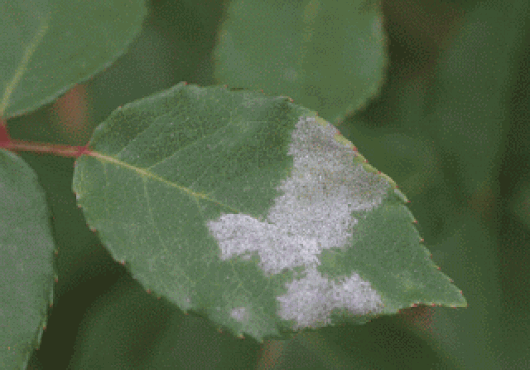 Ωίδιο στα φυτά: πρόληψη και θεραπεία.