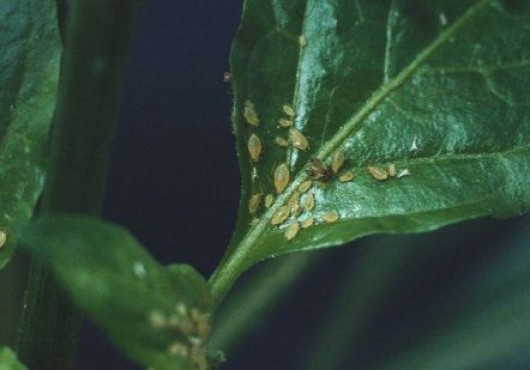 Αγρότιδες ή Καραφατμέ ή Κοφτοσκούληκα