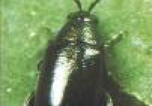 Άλτης ή Ψύλλος