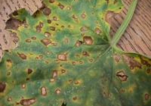 Αλτερναρίωση Στελέχους Τομάτας