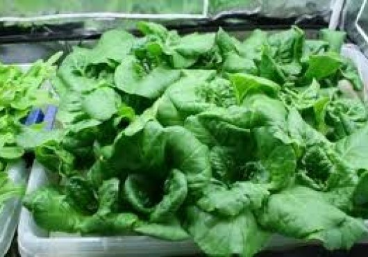 Υδροπονικός κήπος