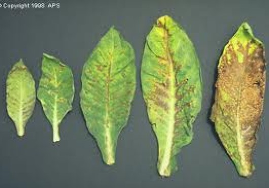 Προβλήματα Φυτών: αίτια και αντιμετώπιση