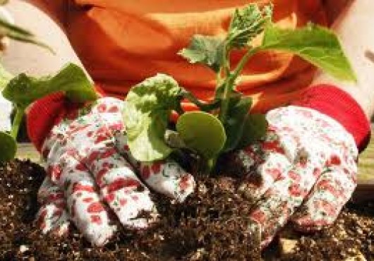 Τσόφλια αυγών για τα φυτά μας