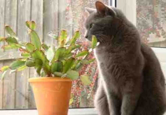 Κήπος και κατοικίδια