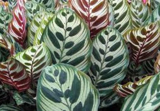 Καλαθέα: πώς να την περιποιηθούμε