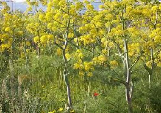 Τοξικά φυτά που ευθύνονται για δηλητηριάσεις προβάτων