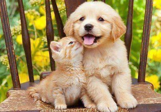 Οι Τετράποδοι Θεραπευτές