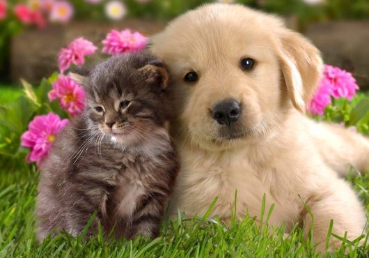 Κατοικίδια στον κήπο μας