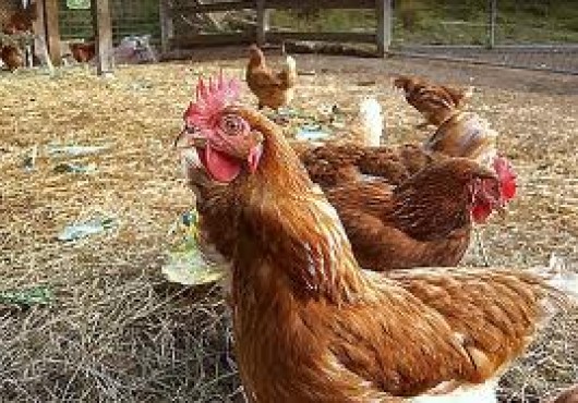 Τι πρέπει να κάνουμε για να γεννούν οι κότες μας το χειμώνα