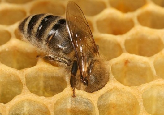 Διατροφή μελλισσών: χρήσιμες πληροφορίες