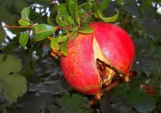 Γιατί σκάνε τα ρόδια