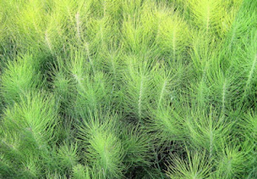 Προστασία των φυτών με φυτικά φάρματα