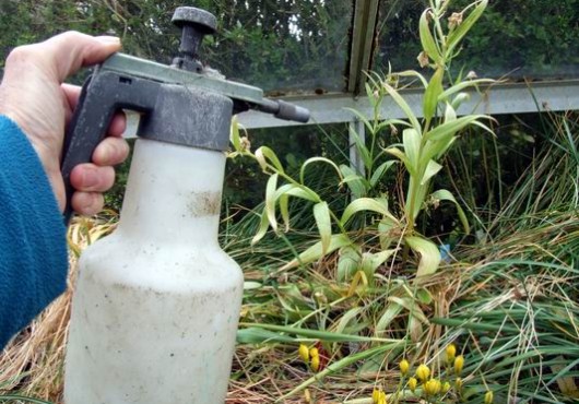 Αντιμετωπίστε οικολογικά τα σαλιγκάρια