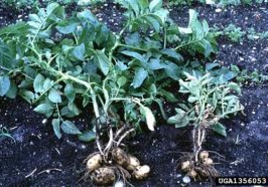 Αφίδες της πατάτας