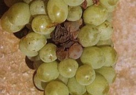 Βοτρύτης της αμπέλου