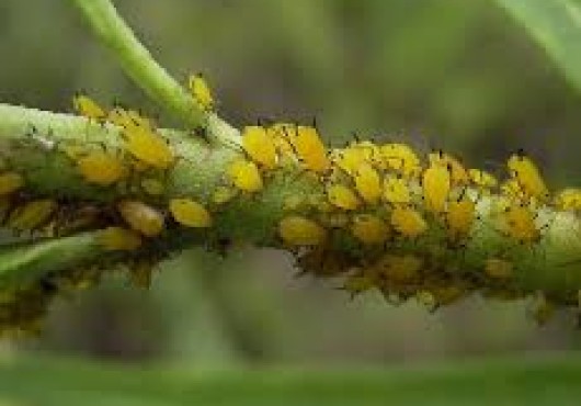 Αφίδες που προσβάλλουν τα φυτά μας και τρόποι αντιμετώπισης