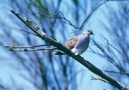 Τρόποι προστασίας των καρπών στα χωράφια από τα πουλιά