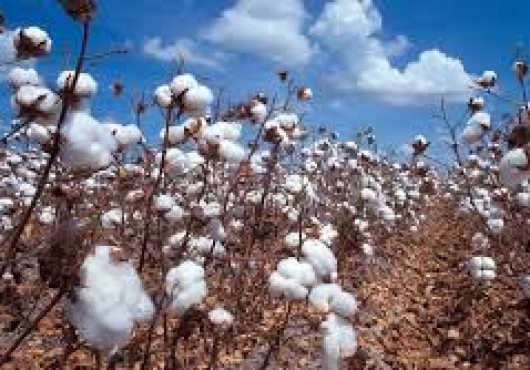 Χρήσιμες συμβουλές για τους βαμβακοπαραγωγούς