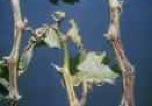 Βακτηριακή νέκρωση