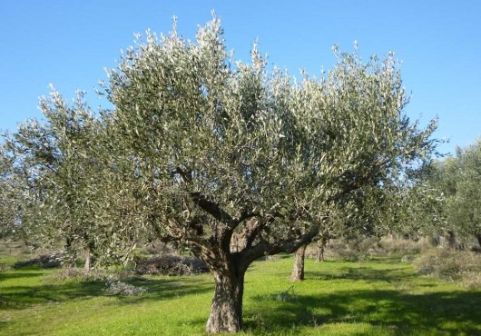Η λίπανση της ελιάς