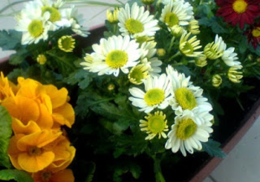 Οικονομικές και πρωτότυπες ιδέες για την προστασία των φυτών μας