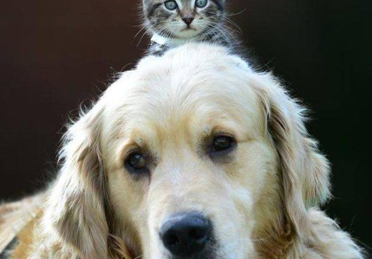 Ήρθε ο καιρός να τους κρεμάσουμε … κουδουνάκια