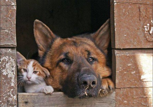 Παρέα με τον τετράποδο φίλο μας