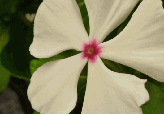 Πως ένα παράσιτο μετατρέπει ένα φυτό σε ζωντανό νεκρό