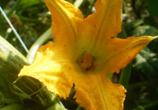 Πως μπορούμε να διατηρήσουμε τις ποικιλίες της κολοκυθιάς