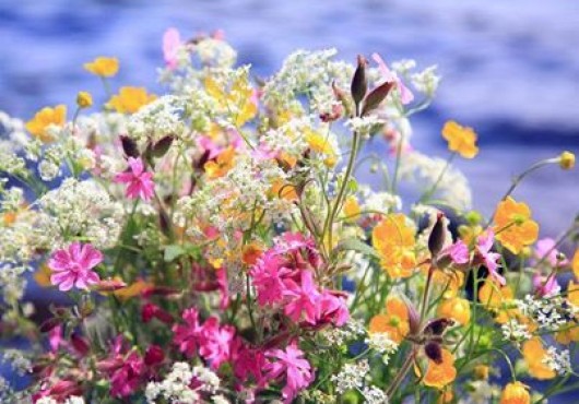 Οικολογική κηπουρική με απλά βήματα