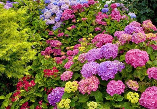 Πρακτικές συμβουλες για φυτά και λουλούδια