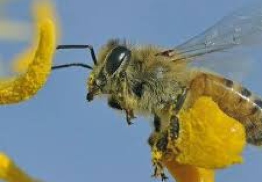 Μέλισσες: αντανάκλαση μιας ανώτερης νοημοσύνης