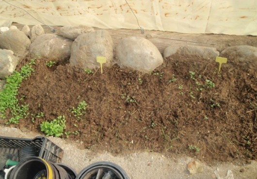 Οι ενεργοί μικροοργανισμοί ως εναλλακτική λύση στην καλλιέργεια