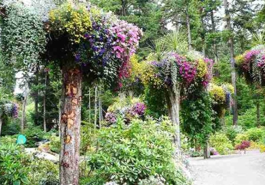 Για γρήγορη ανάπτυξη των δέντρων