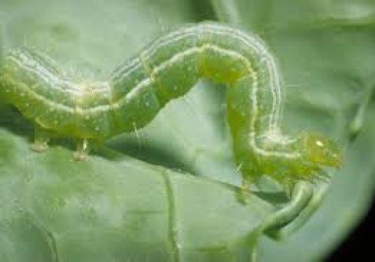 Η Κάμπια των λαχανικών