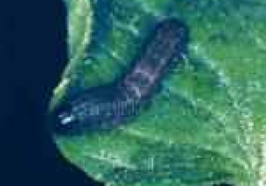 Κάμπιες Λεπιδοπτέρων Spodoptera littoralis