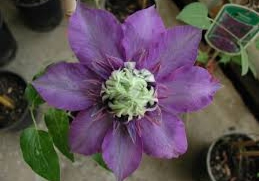 Κληματίδα η όμορφη