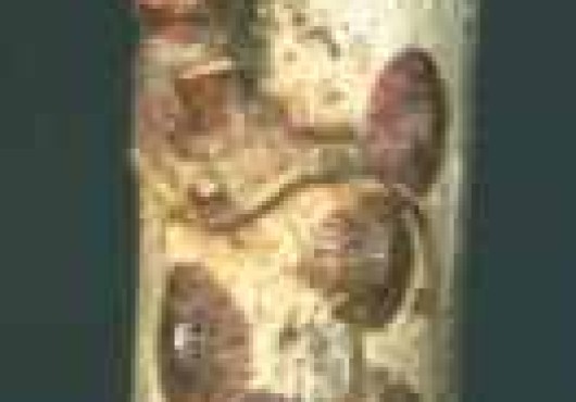 Κοκκοειδή αμπελιού