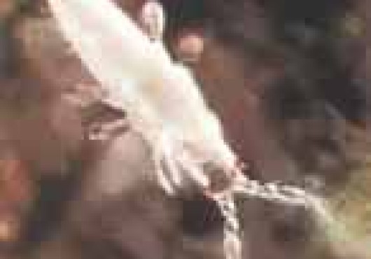 Κολλέμβολα