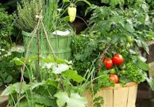 Συμβουλές για ερασιτέχνη καλλιεργητή λαχανικών