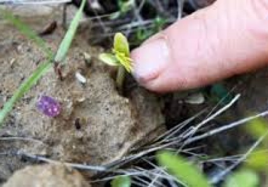 Τί είναι η μέθοδος Φυσικής Καλλιέργειας