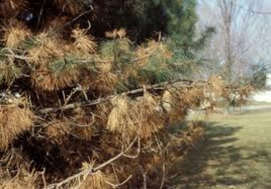 Μύκητες στα κωνοφόρα