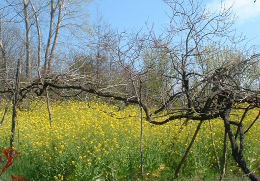 ΦΥΣΙΚΗ ΚΑΛΛΙΕΡΓΕΙΑ ΚΑΙ MASANOBU FUKUOKA