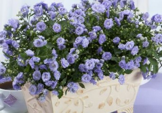 Ας ραντίσουμε τα φυτά μας χωρίς την χρήση χημικών