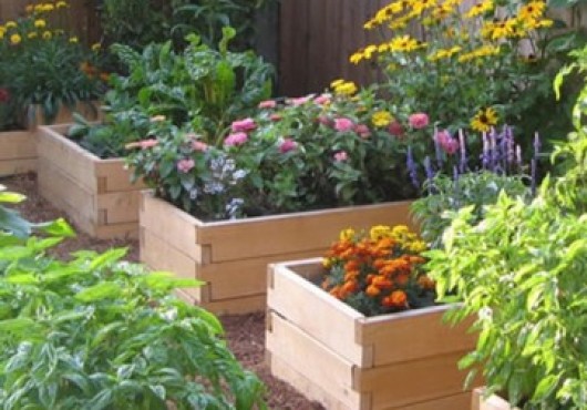 Καλοκαιρινή φροντίδα των καλλωπιστικών και καρποφόρων φυτών