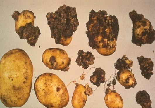 Πατάτα , μία νέα επικίνδυνη ασθένεια της εντοπίστηκε πρόσφατα στο Ν. Δράμας. Κίνδυνος για την εξάπλωσή της σε όλη την Ελλάδα μέσω της ανεξέλεγκτης εμπορίας.