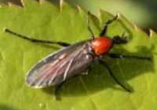 Προνύμφες Bibionidae