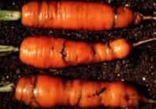 Μύγα Psila Rosae