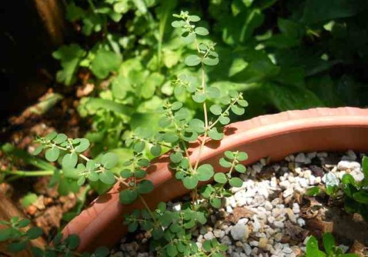 Εξαφανίστε τα χορτάρια