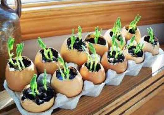 Σπορείο από τα τσόφλια των αυγών